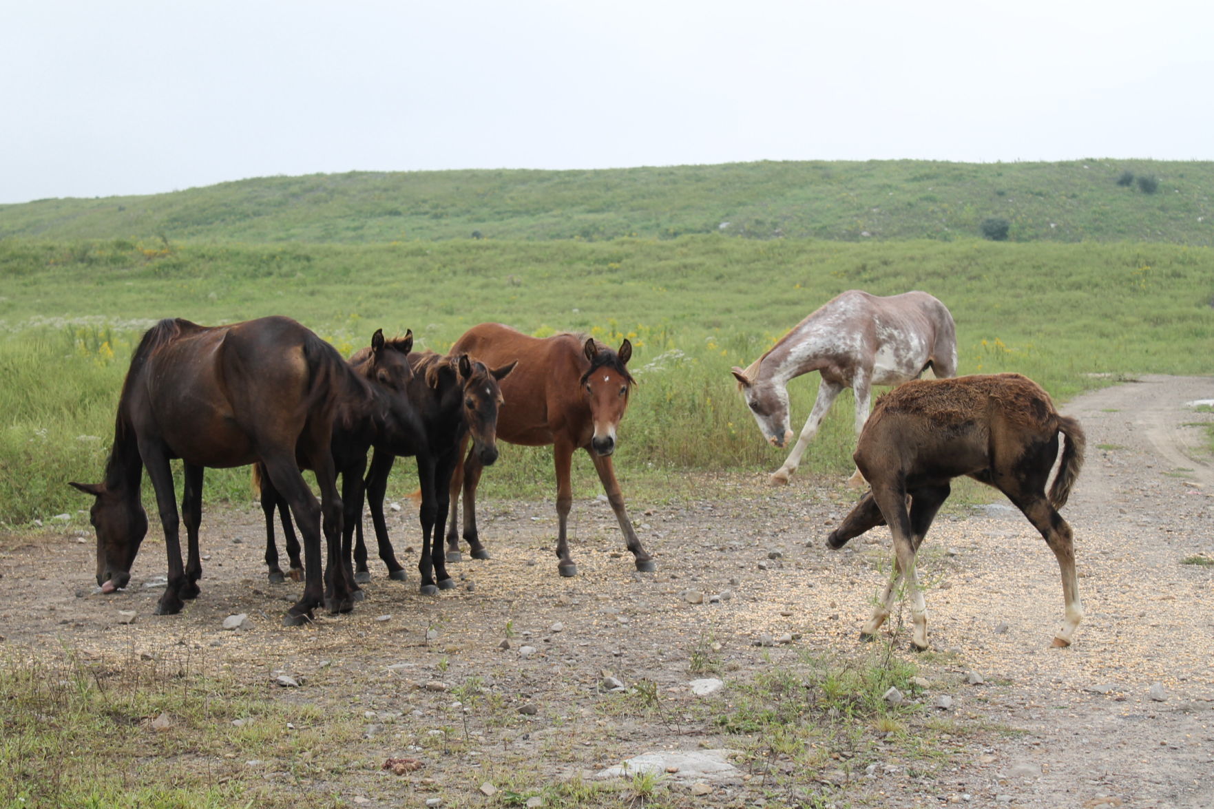 Wild horses 4
